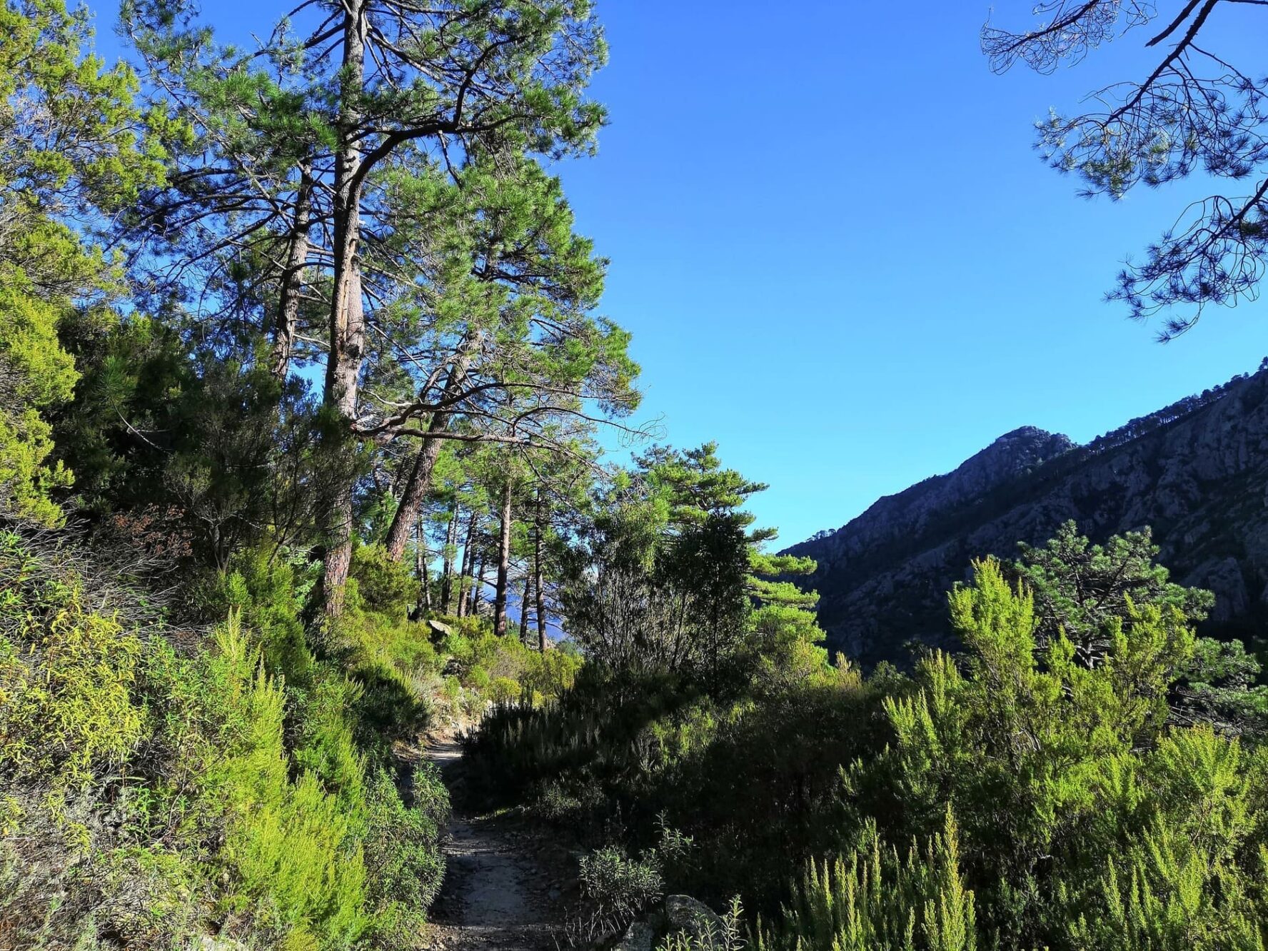 A scenic forest hiking trail on the Corsica train tour