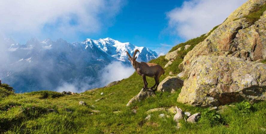 Alps above Chamonix