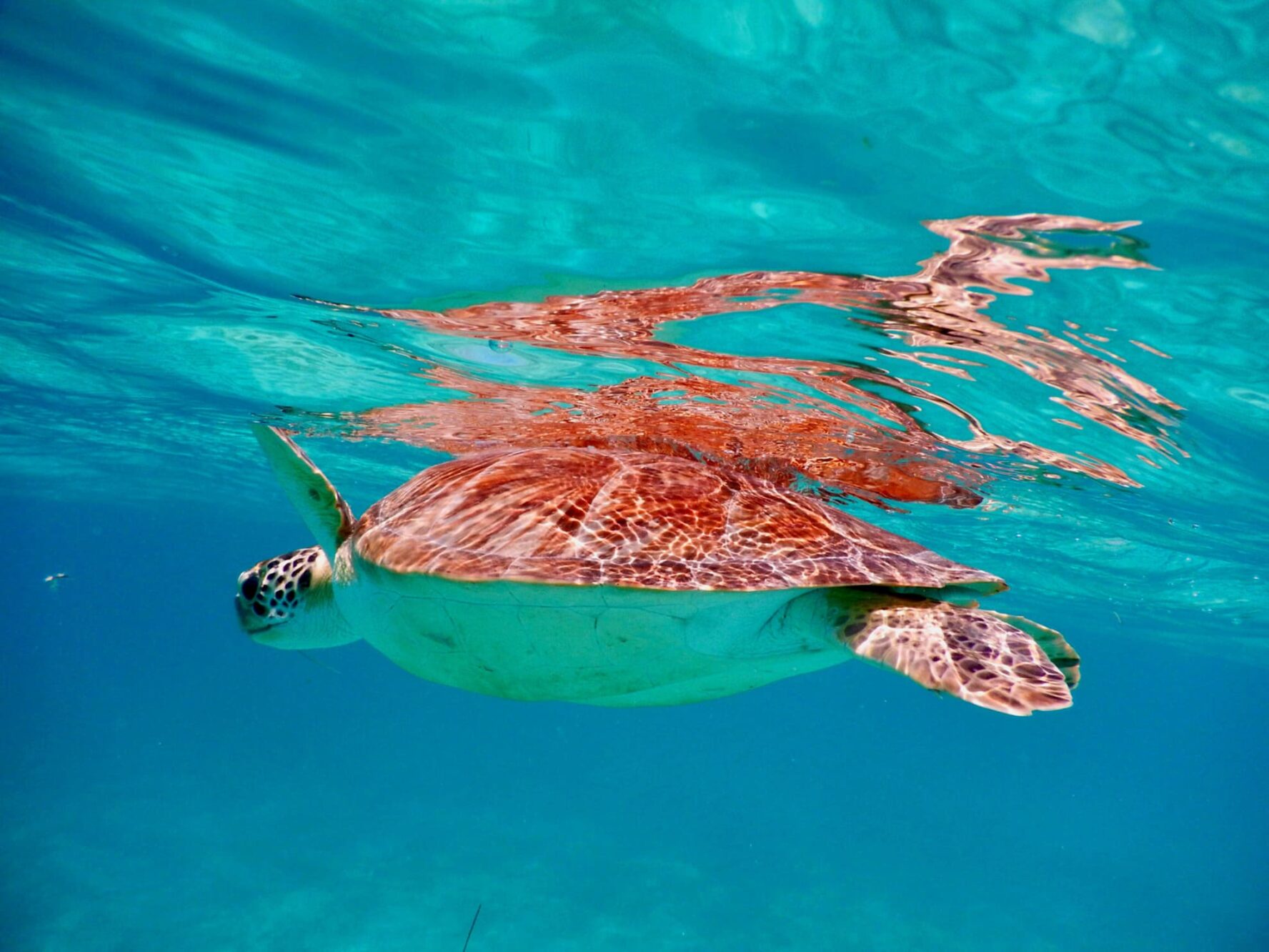 Sea turtle swimming below the surface on the Caribbean adventure