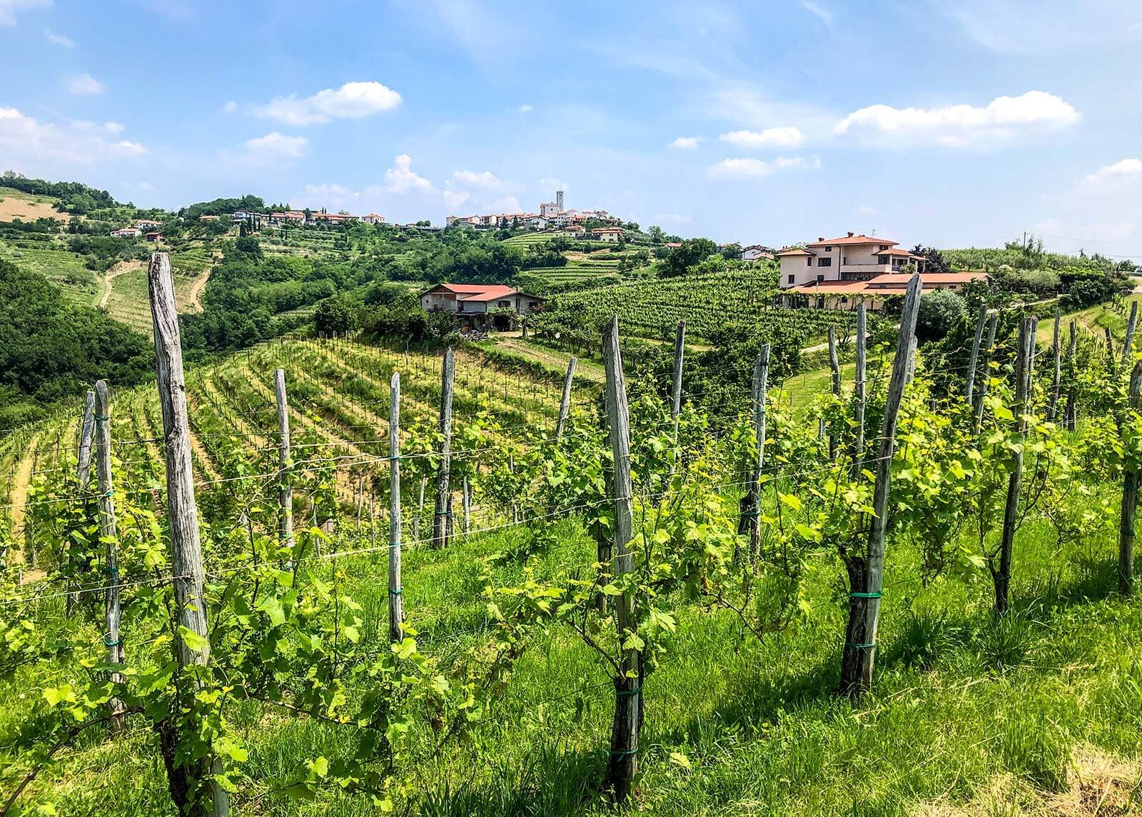 Wine region in Slovenia