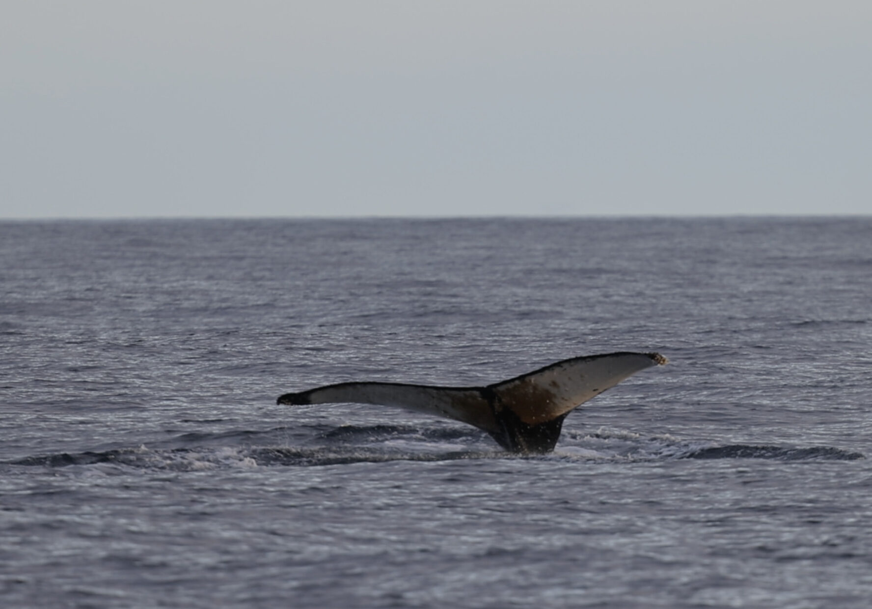 View of a whale tail on the open ocean in Antarctica