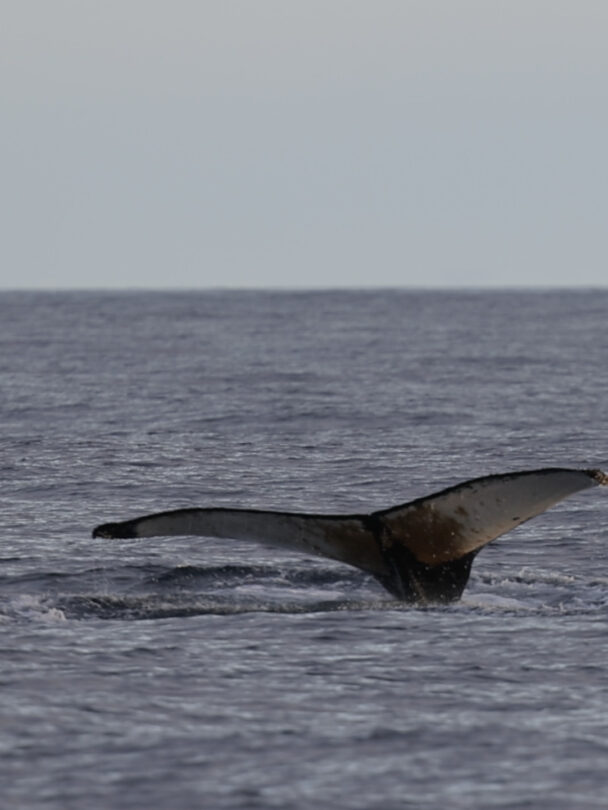 Antarctica Adventure: Epic Sail, Ski & Kayak Trip