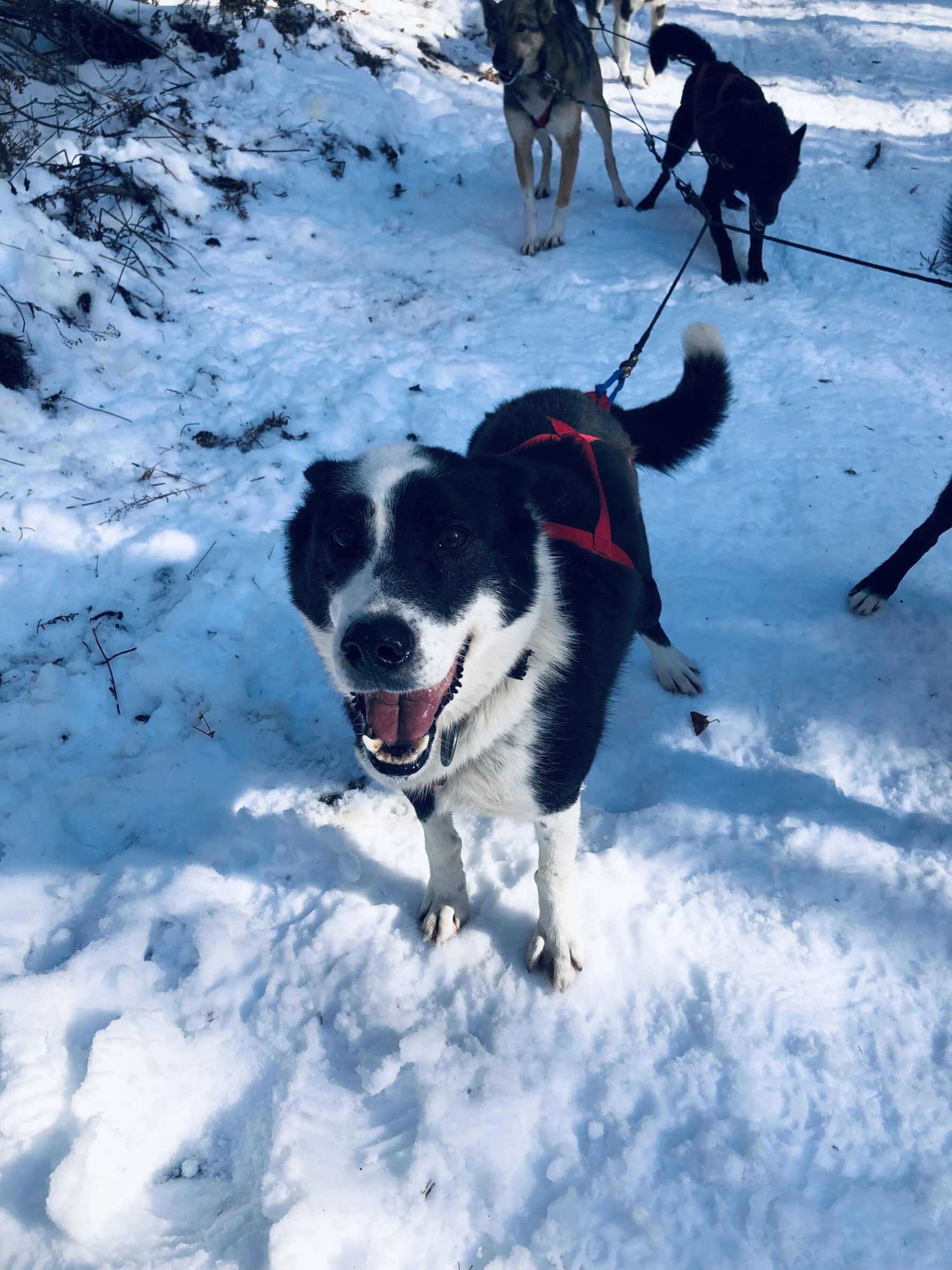 A dog in snow
