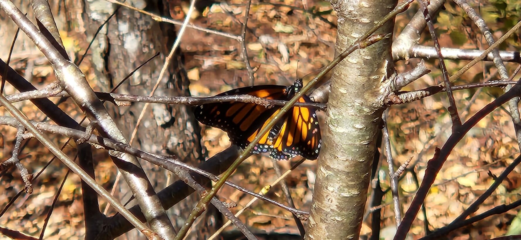 Butterfly in Shenandoah