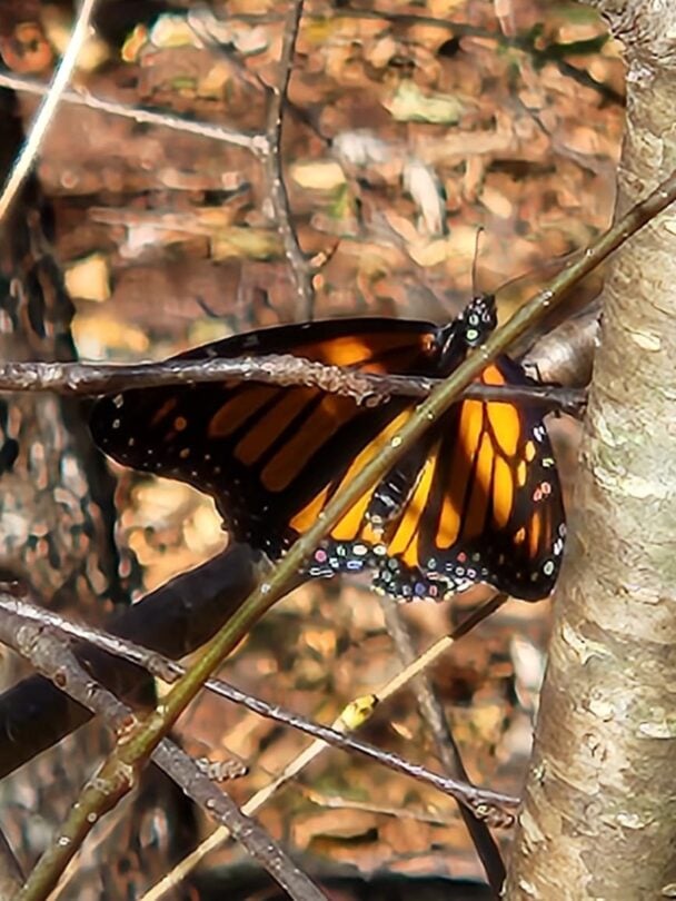 Shenandoah National Park hiking tour