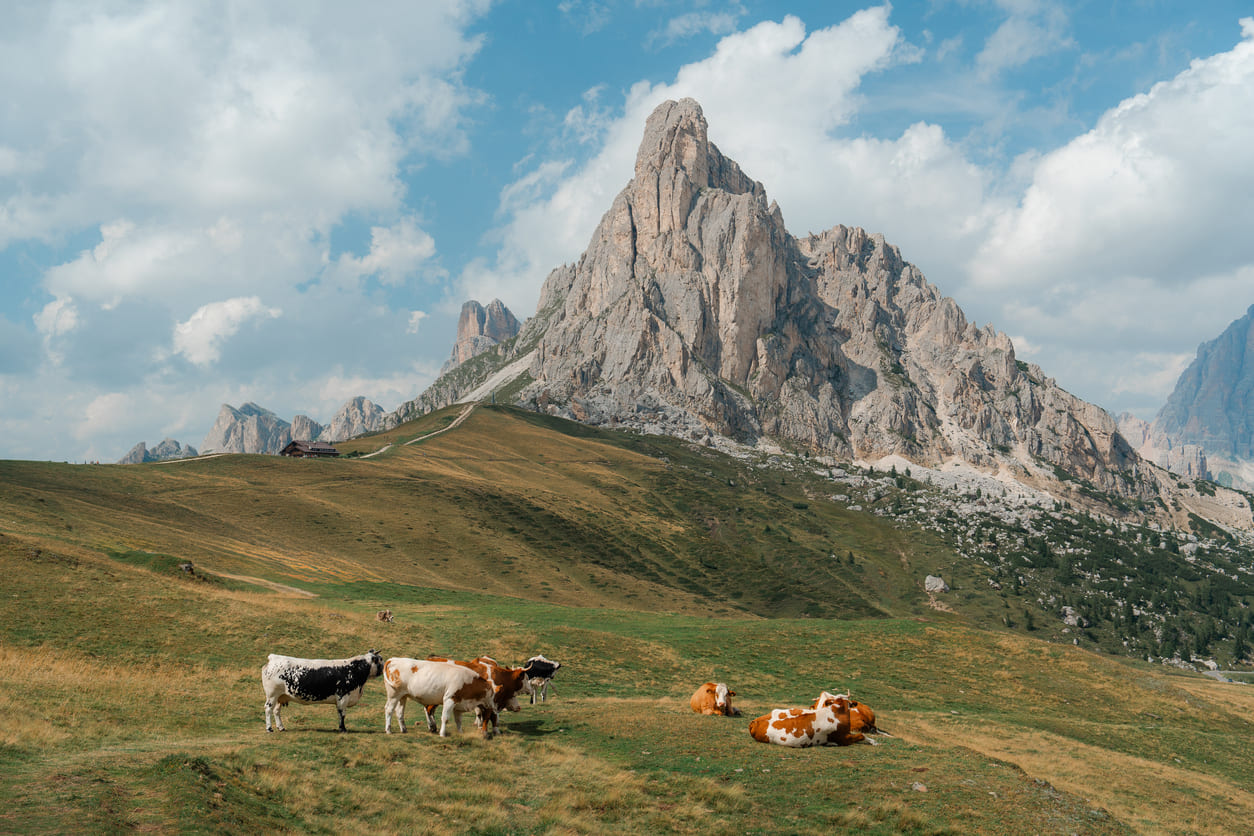 Cows in the Dolomites, Passo Giau