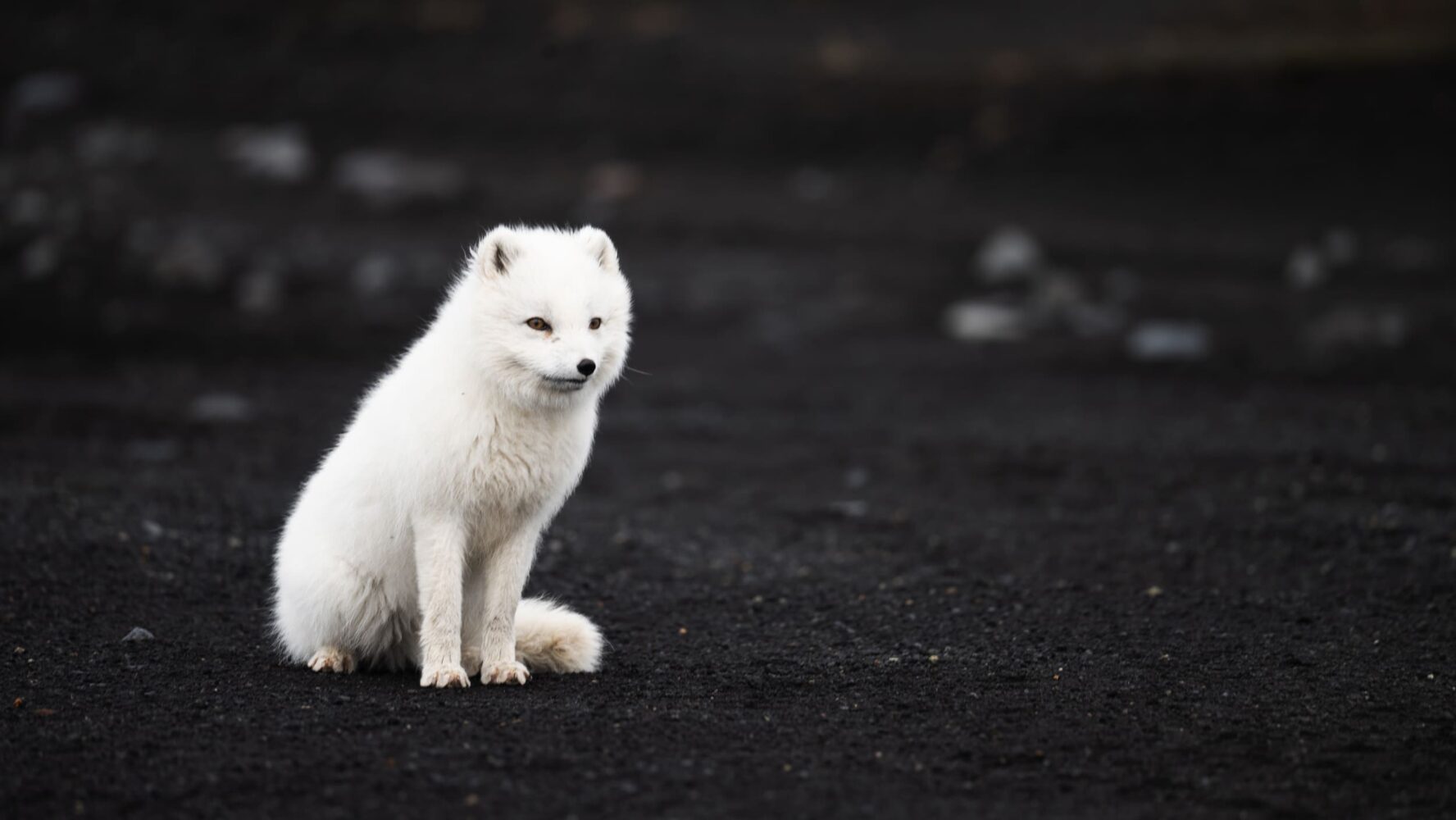 Cute arctic fox