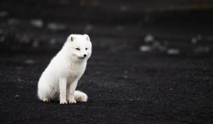 Cute arctic fox
