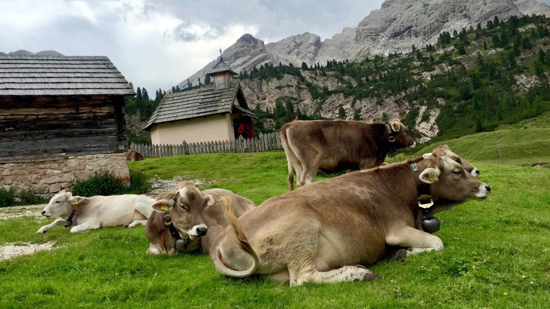 Cute cows resting in the Dolomites