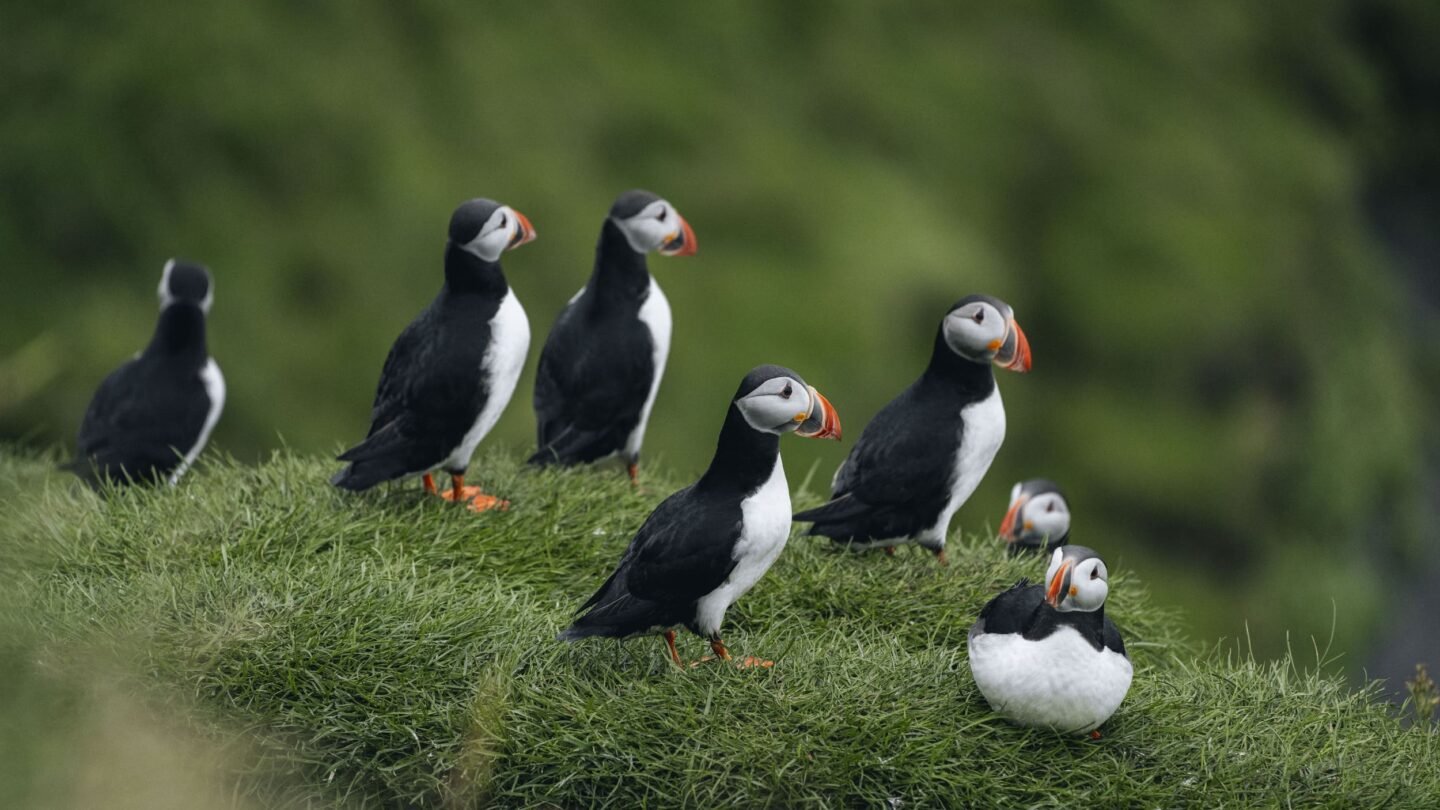 Cute puffins, Iceland coastline