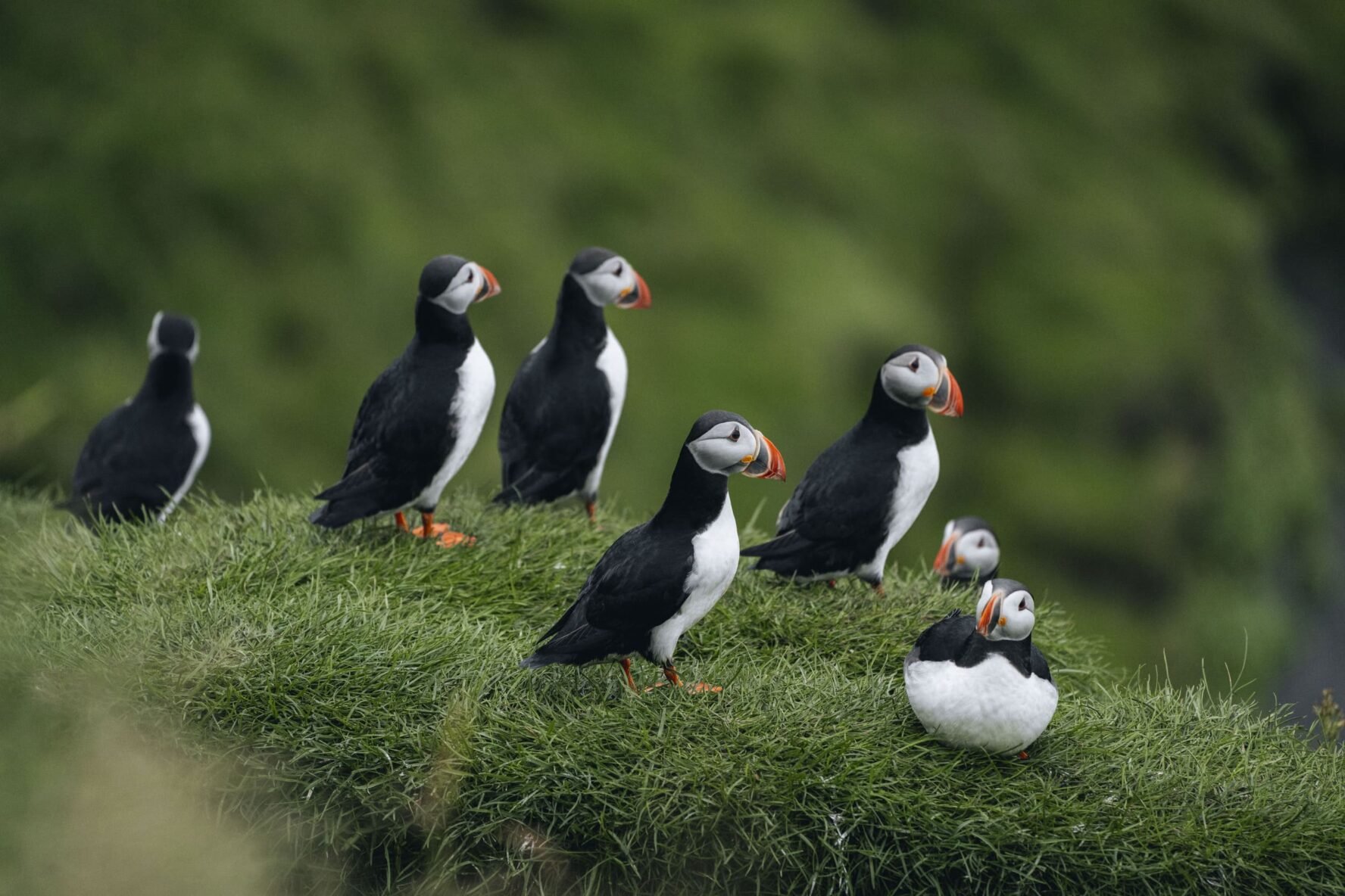 Cute puffins, Iceland coastline
