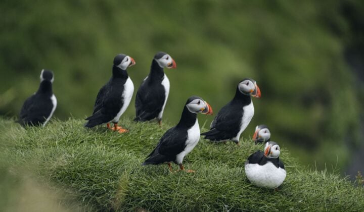Cute puffins, Iceland coastline