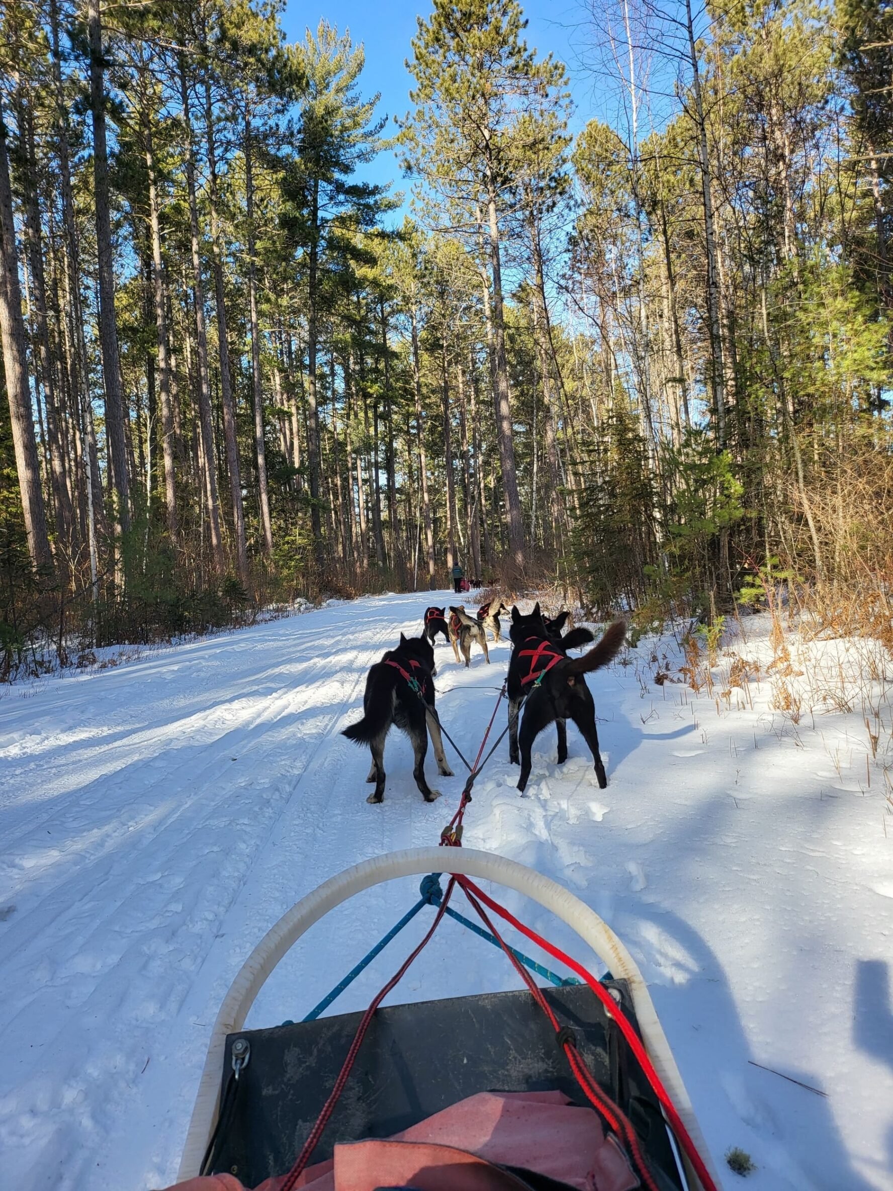 Dogsledding in Minnesota