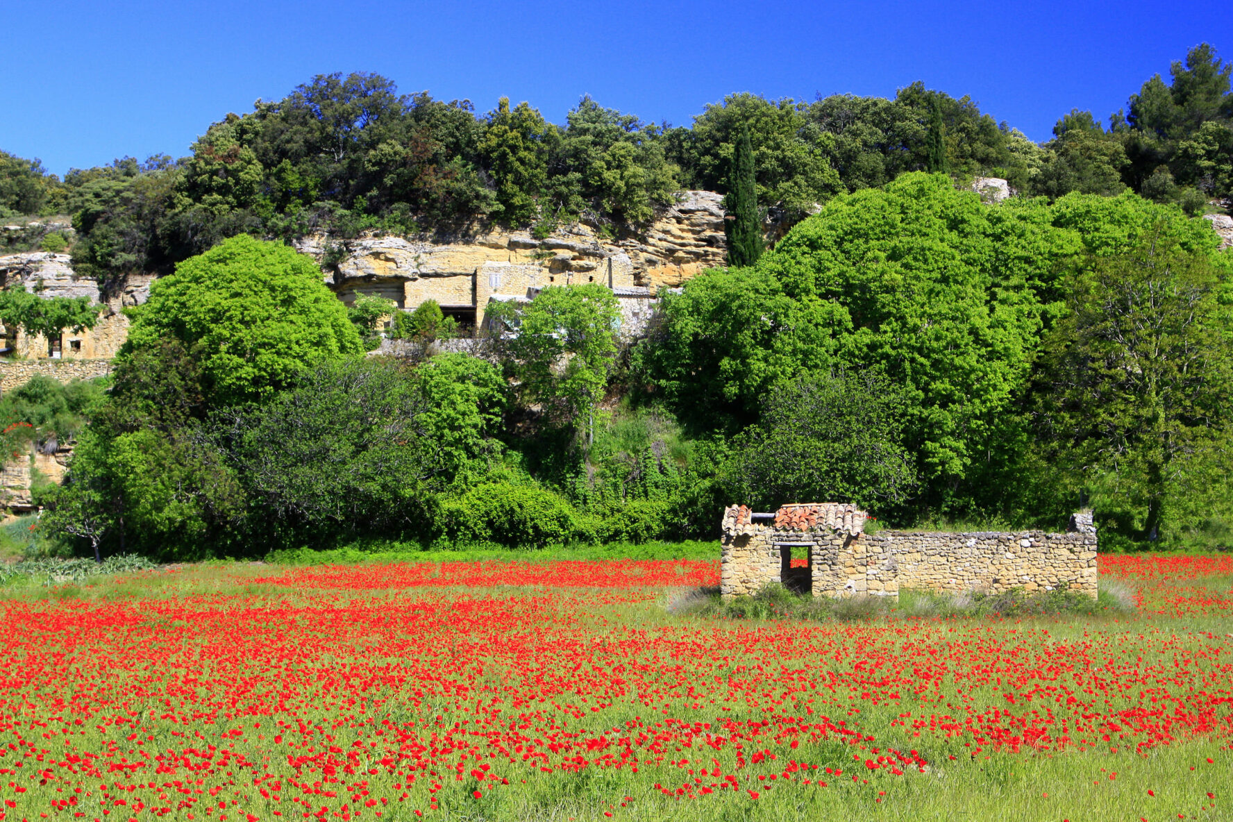 Field in Provence