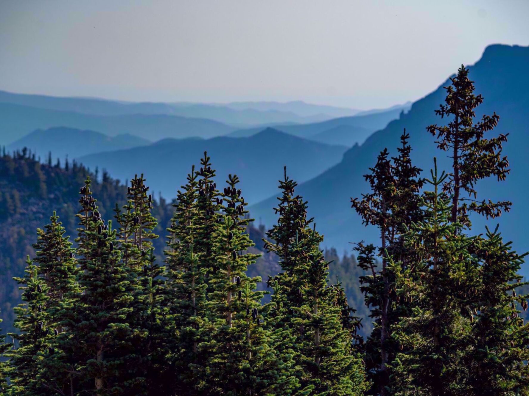 View of fir trees on a hike in Rocky Mountain National Park