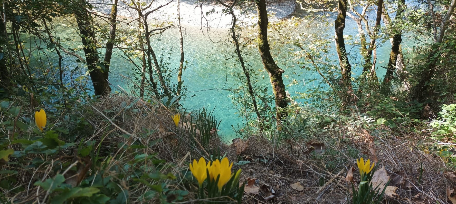 Flowers near the river