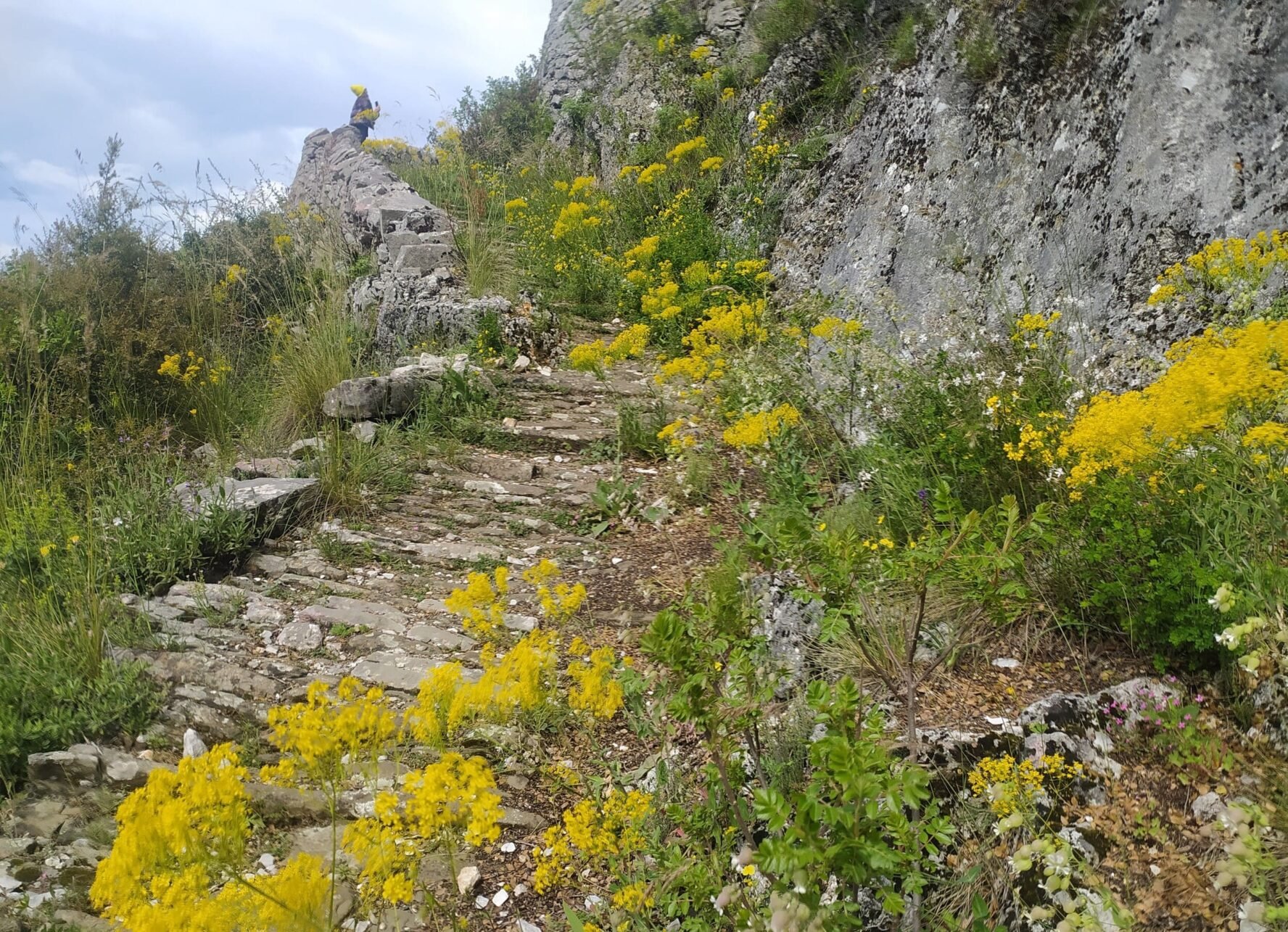 Flowers on the mountain