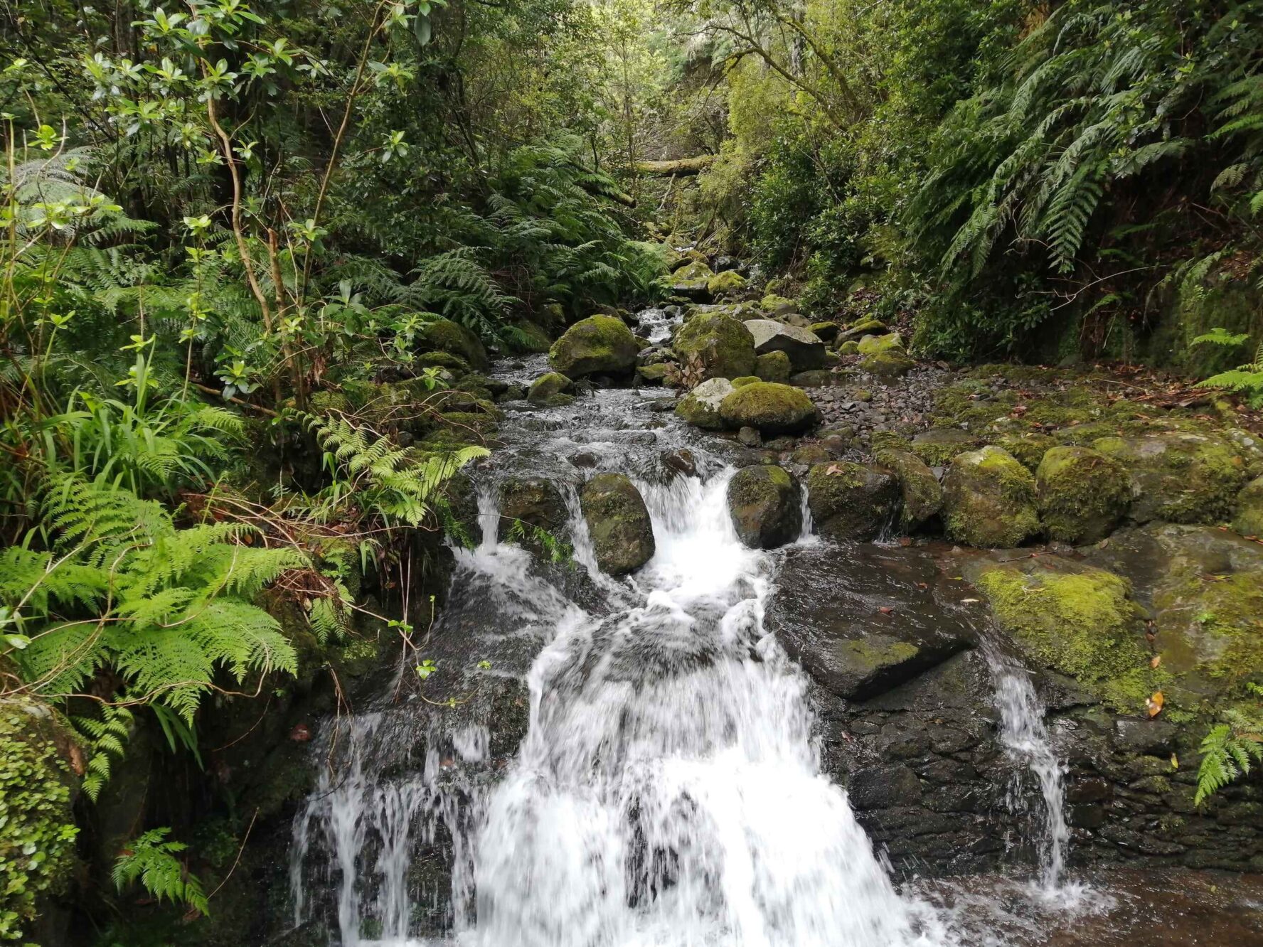A forest stream in lush greenery on the hiking tour Madeira