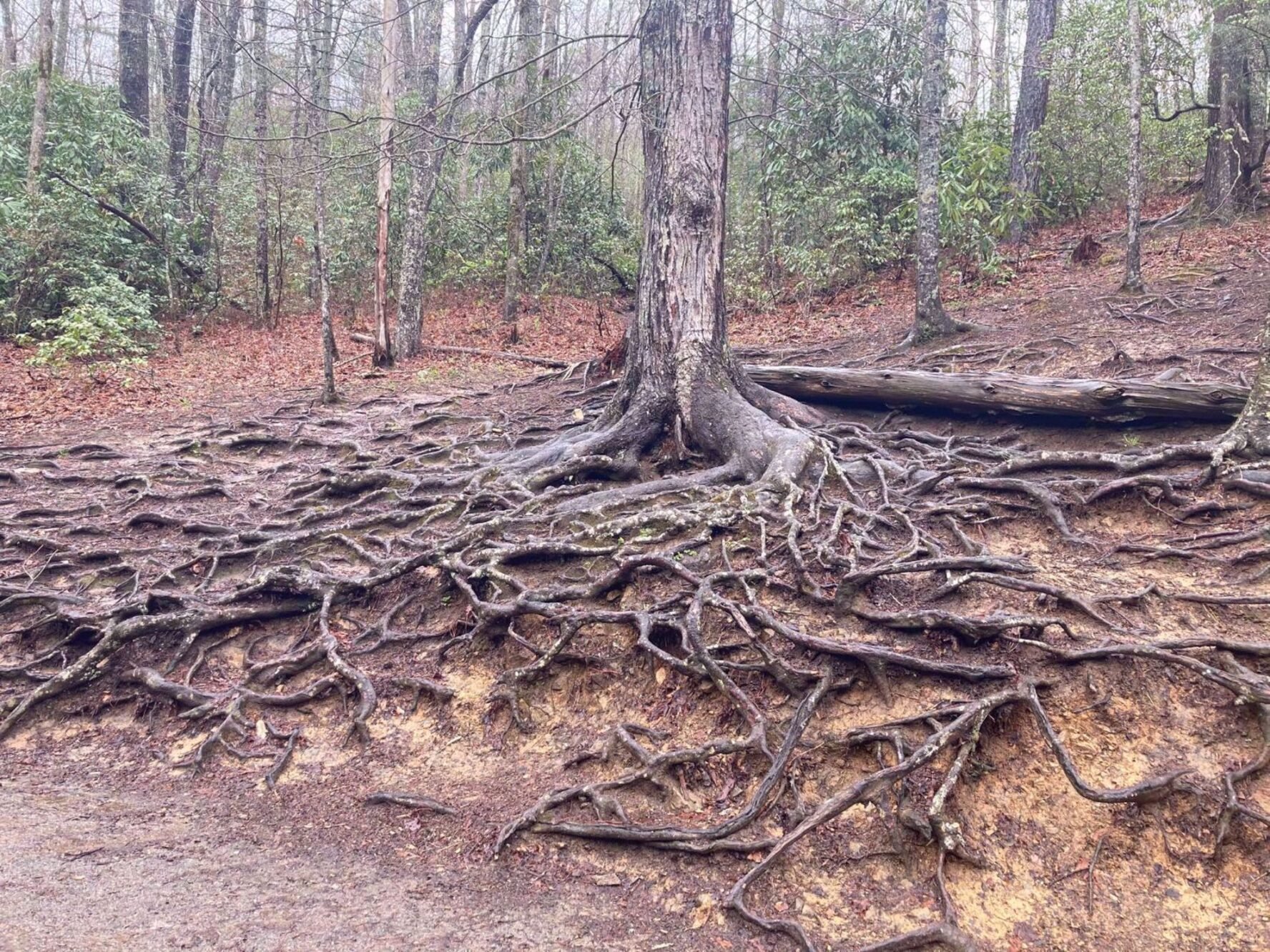 Forest trail