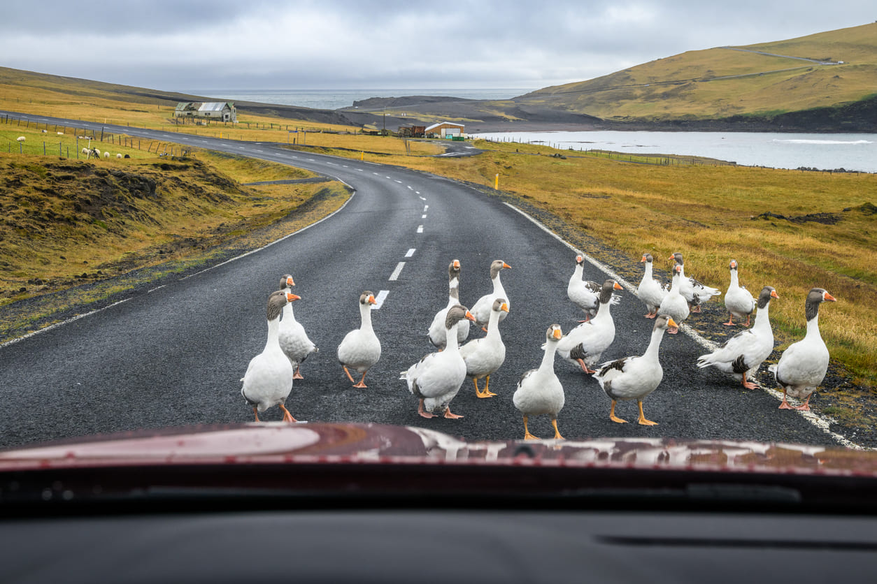 Geese blocking the road in Iceland