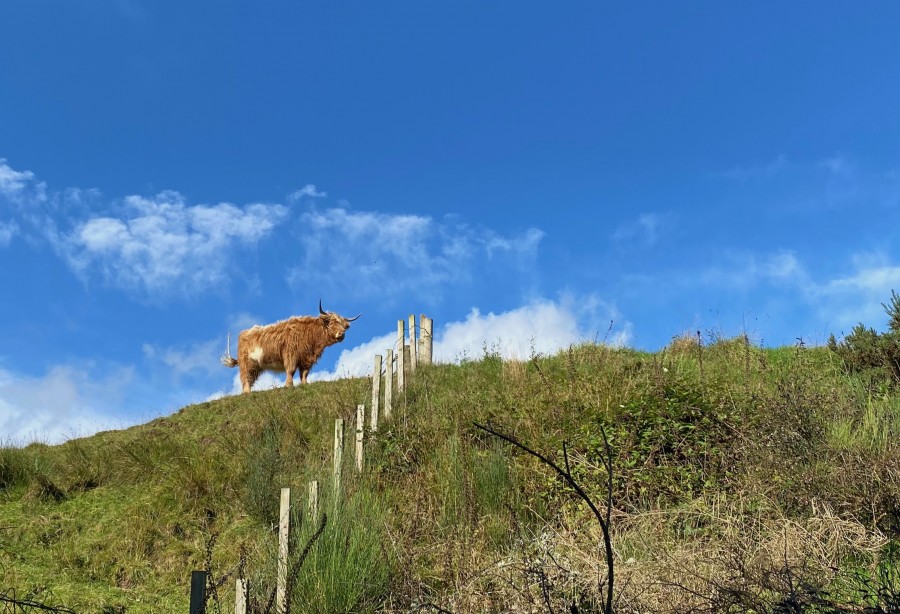 A Highland cow on the horizon on the West Highland Way tour
