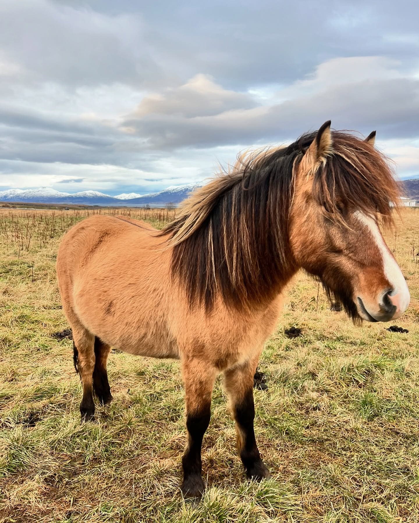 Icelandic horse cute