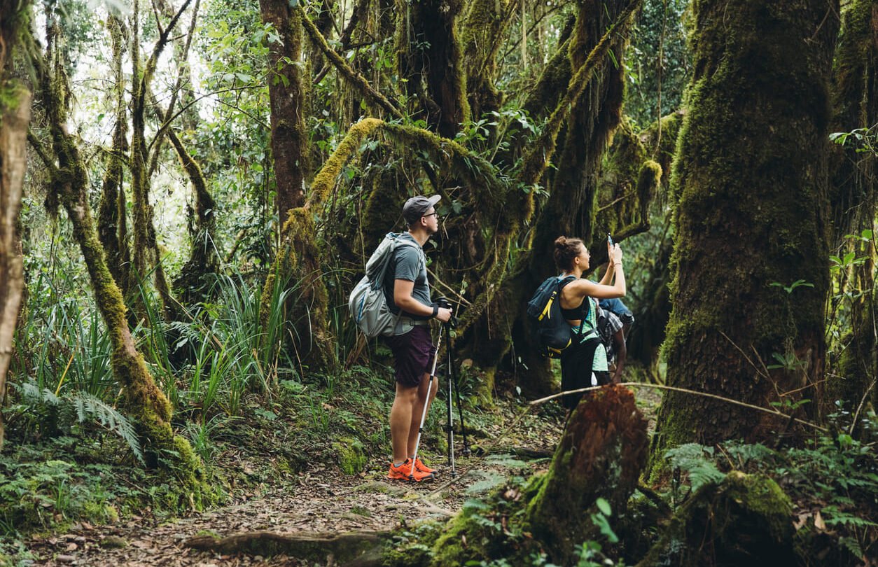 Rainforest in Kilimanjaro