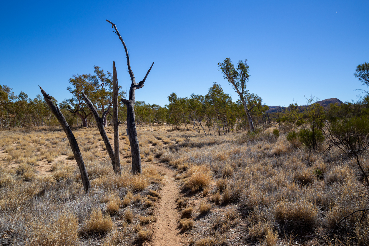Clear skies on the Larapinta trail