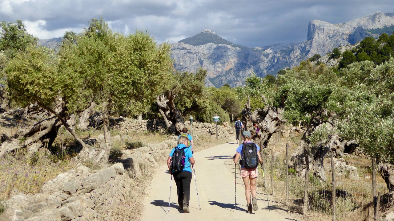 Mallorca olive trees