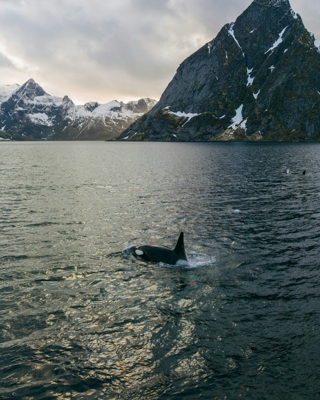 An orca on the surface during winter in Lofoten