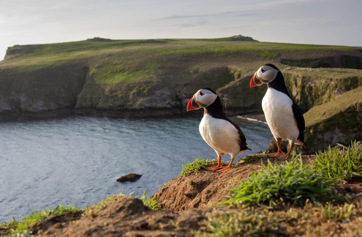 Puffins, Iceland coastline