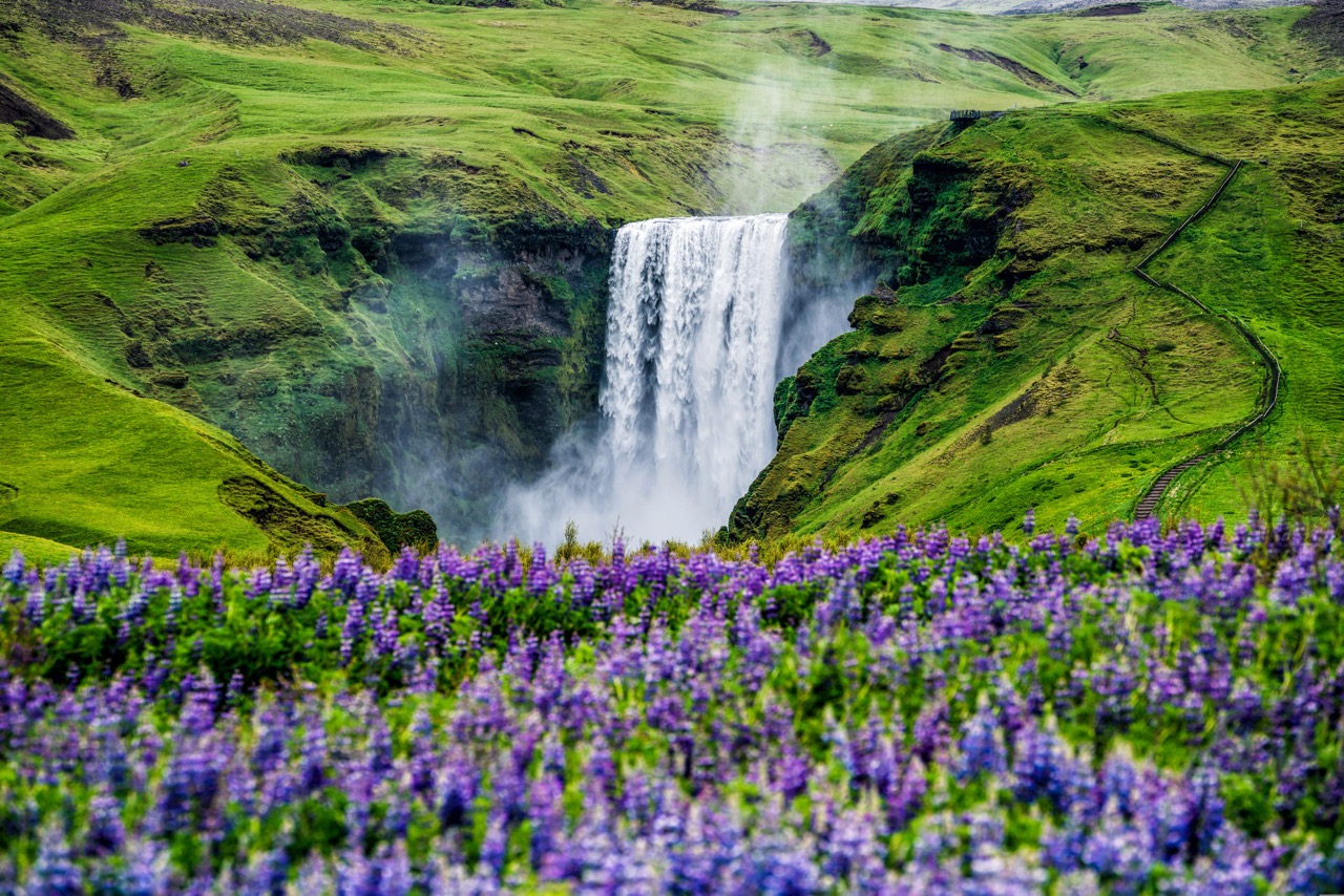 Skogafoss waterfall and wildflowers
