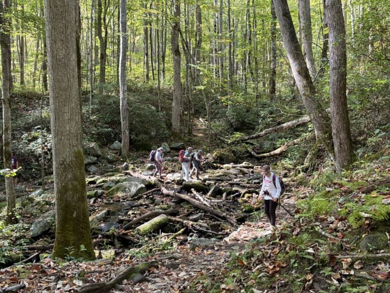 smokies forest tour