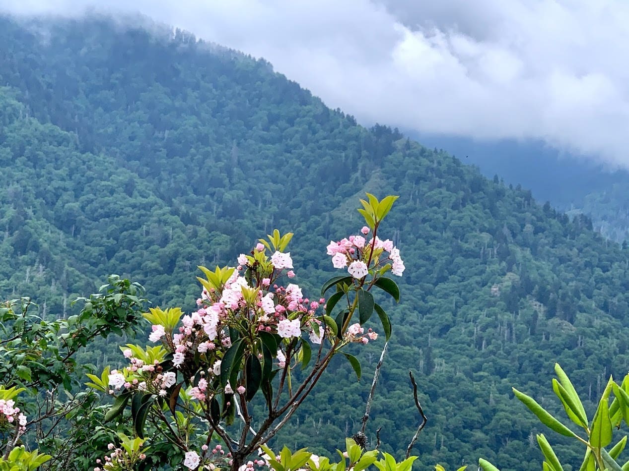 Smoky Mountains view