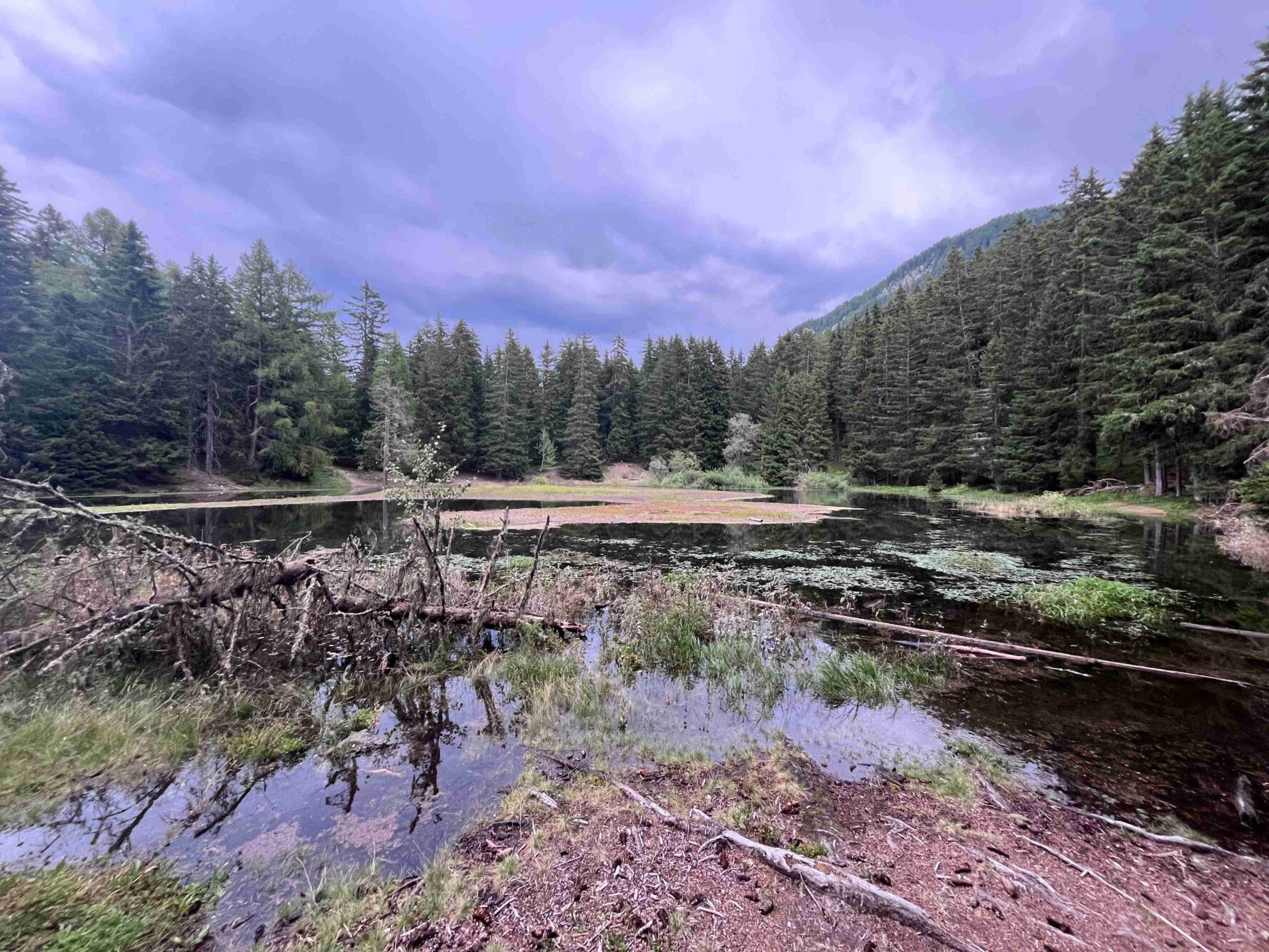 A swamp near trees in the Swiss VBalais