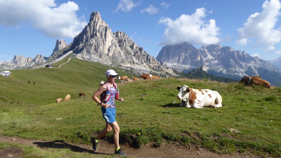 Trail runner near cows on a pasture in the Dolomites