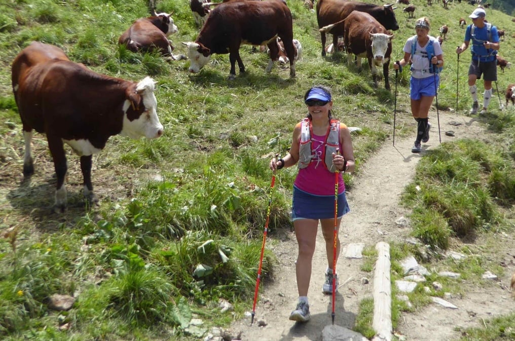 Trail runners near cows on the Ultra-Trail du Mont Blanc guided tour