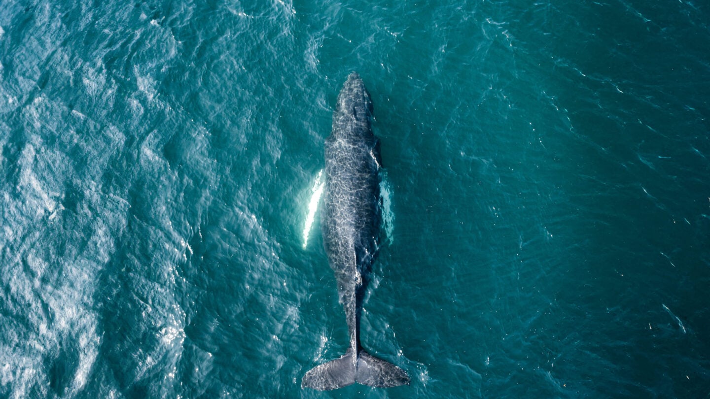 Whale watching in Iceland
