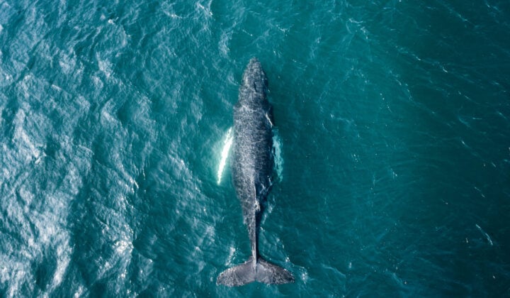 Whale watching in Iceland