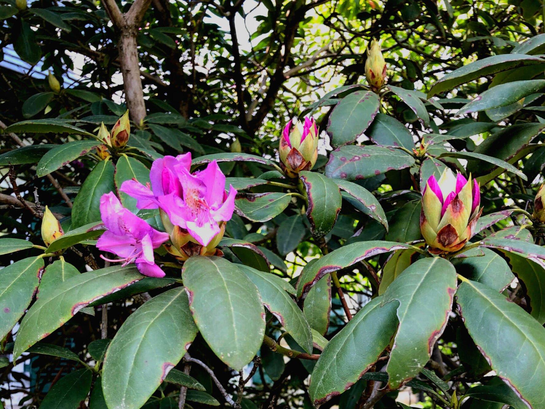 Wildflowers at the Great Smokies