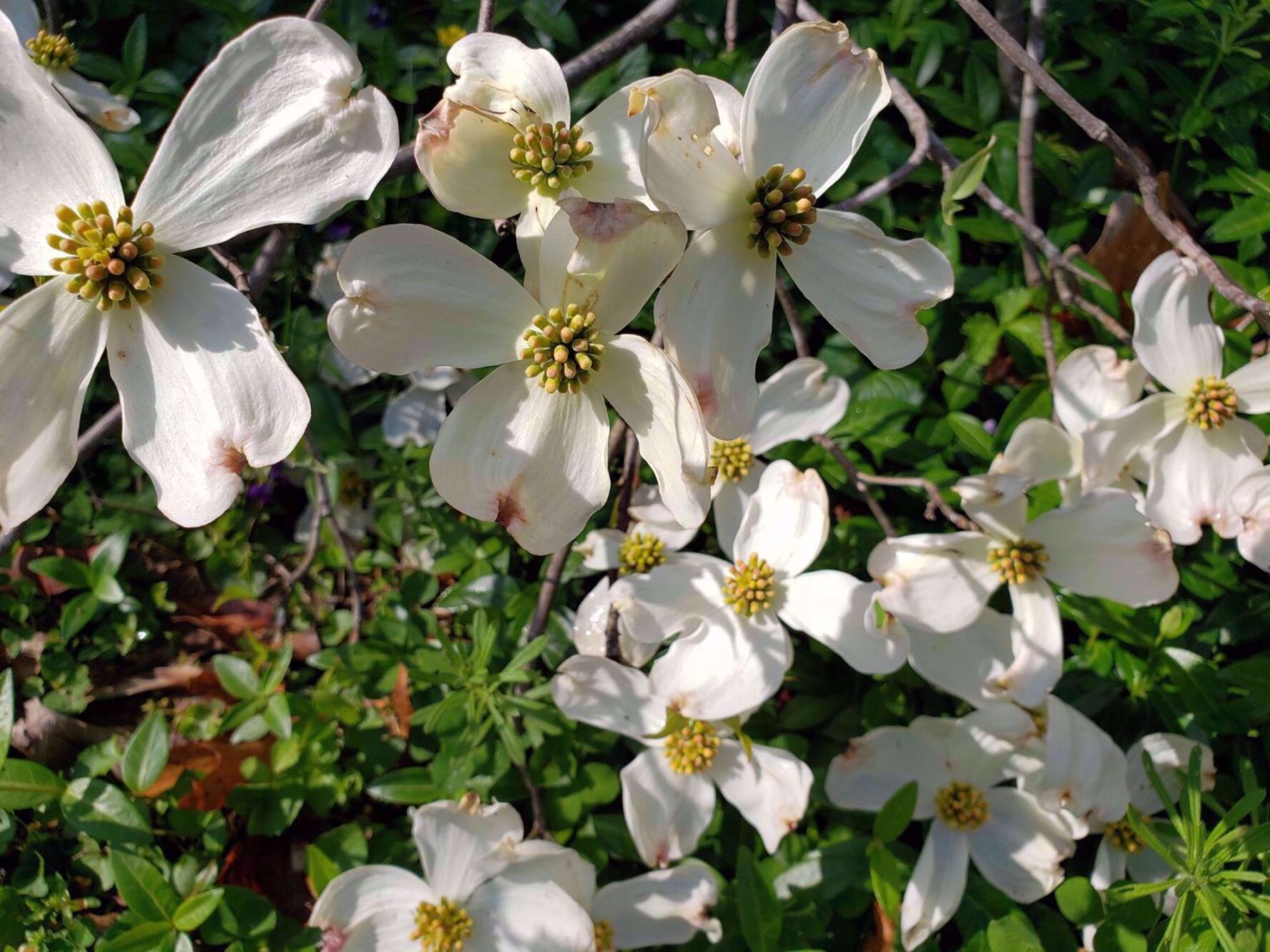 Wildflowers in bloom