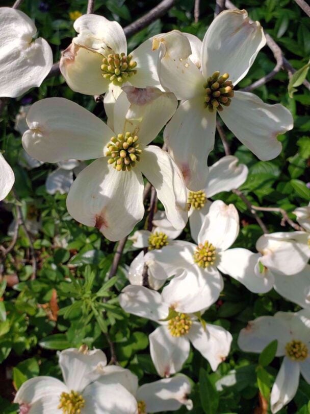 Great Smoky Mountains Hiking Tour