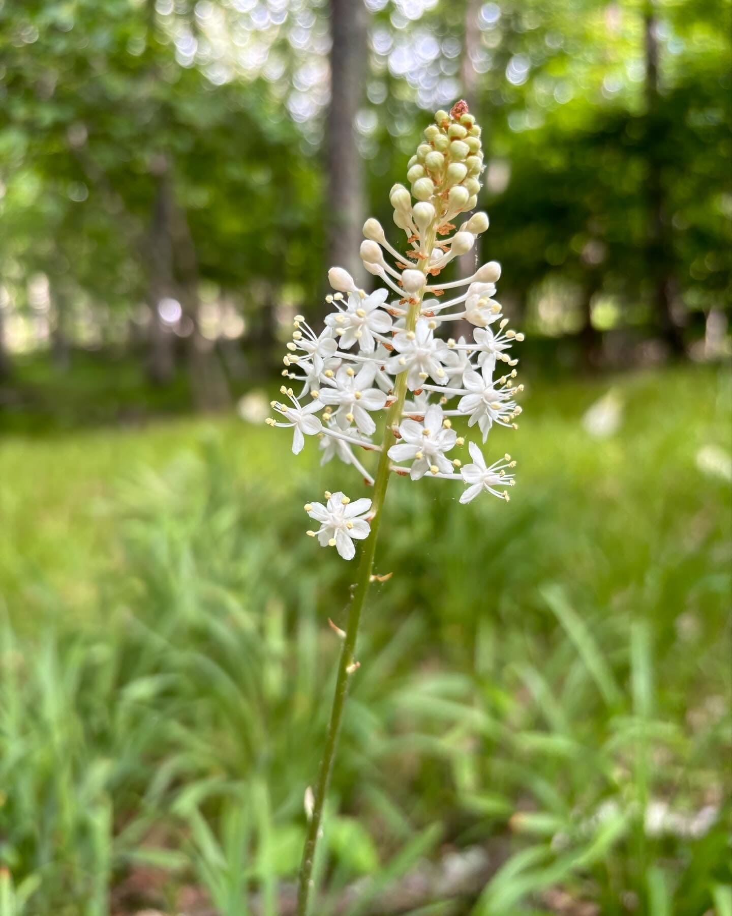 Wildflowers in Virginia