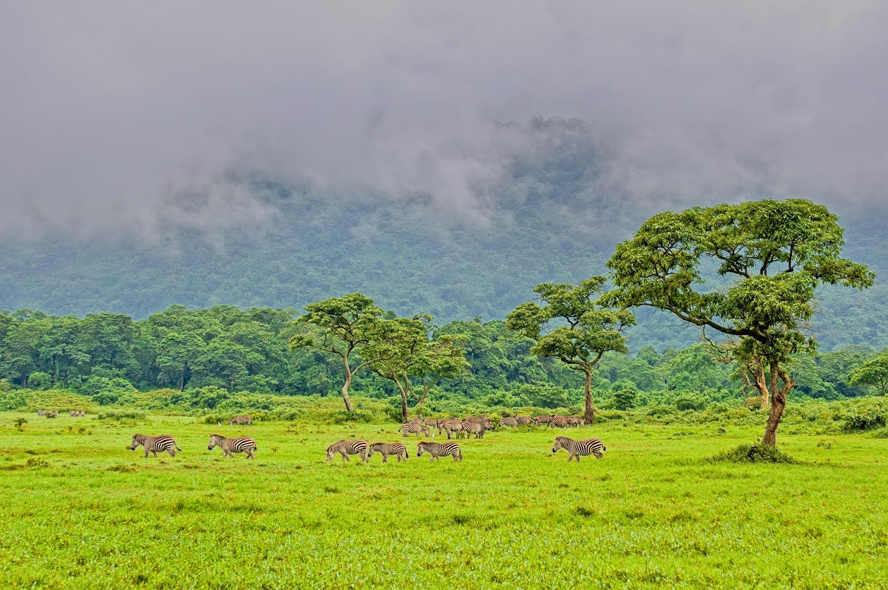 Zebras grazing in Arusha