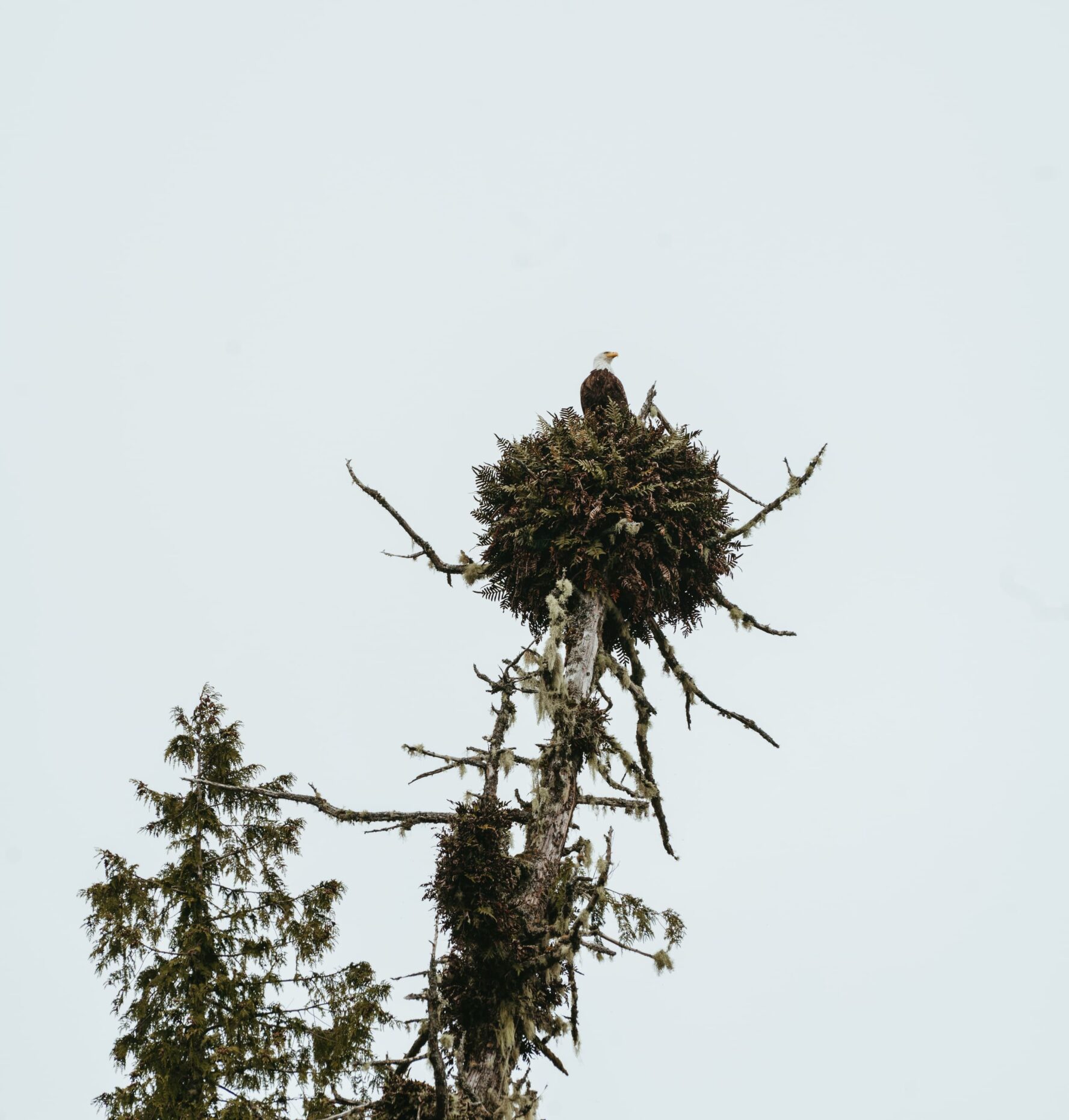 Bald eagle in a tree