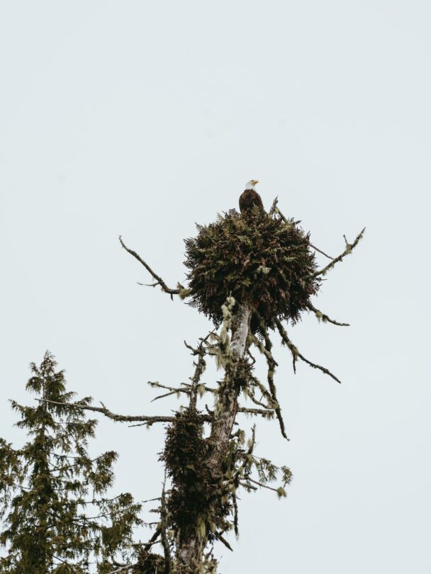 Kayaking Broken Group islands 5 day
