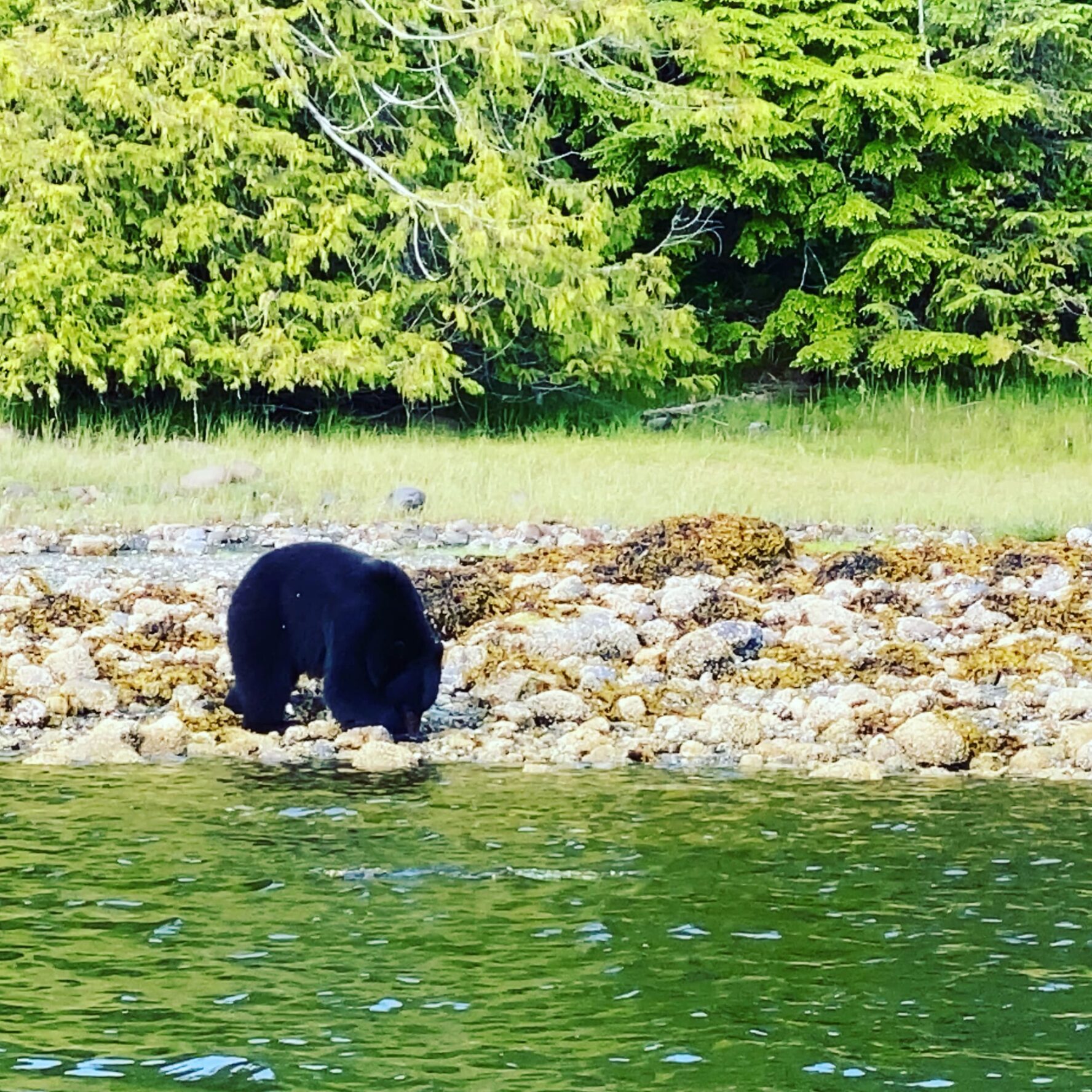 Black bear on the shore
