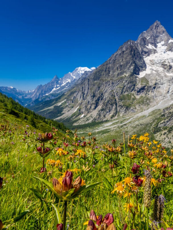Green valley with colorful flowers in Val Ferret near Courmayeur on the Tour du Mont Blanc