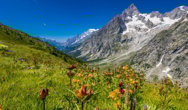 Green valley with colorful flowers in Val Ferret near Courmayeur on the Tour du Mont Blanc