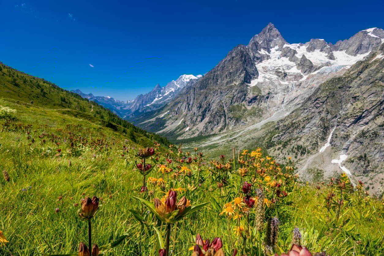 Green valley with colorful flowers in Val Ferret near Courmayeur on the Tour du Mont Blanc